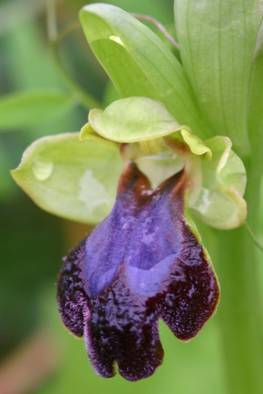 O. eleonore