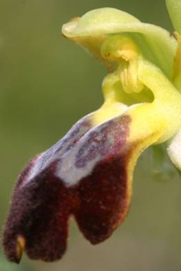 O. lupercalis