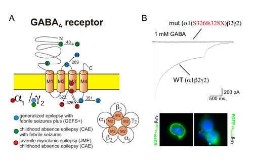 Abb. 1. Funktionsverlust des GABAA Rezeptors bei idiopathischen Epilepsien.