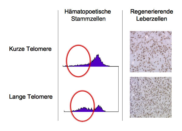 Abbildung 2. Telomerverkürzung begrenzt Stammzellerhalt und Regenerationsfähigkeit. Die Analyse von hämatopoetischen Stammzellen im Knochenmark (eingekreiste Zellpopulation) zeigt eine Verminderung der Stammzellanzahl in Abhängigkeit von Telomerverkü