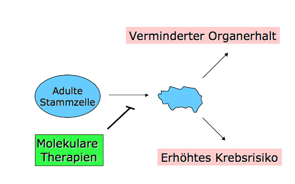 Abb.3: Ein Verständnis der molekularen Ursachen der Alterung adulter Stammzellen könnte dazu genutzt werden Therapie zu entwickeln, welche die Stammzellfunktion im Alter verbessern. Hierdurch könnte der Organerhalt verbessert werden und das Risiko der 