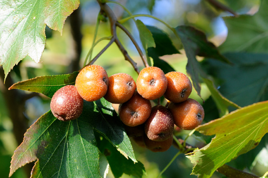 Elsbeere, Sorbus torminalis