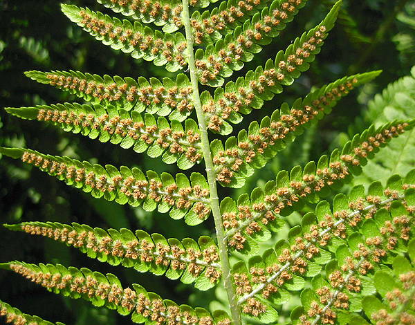 Dryopteris filix-mas