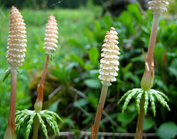 Equisetum sylvaticum