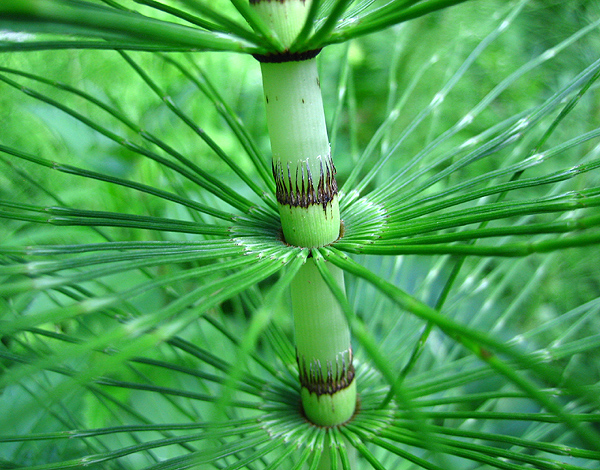 Equisetum telmateia