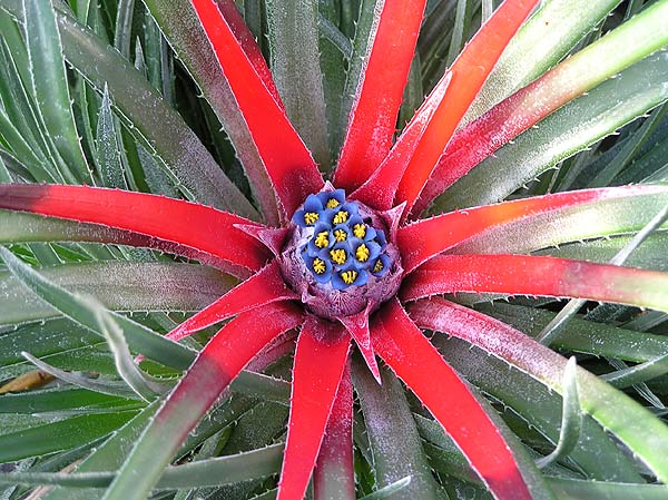 Fascicularia pitcairniifolia - Bromeliaceae