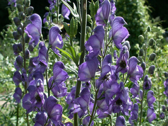 Blauer Eisenhut, Aconitum napellus