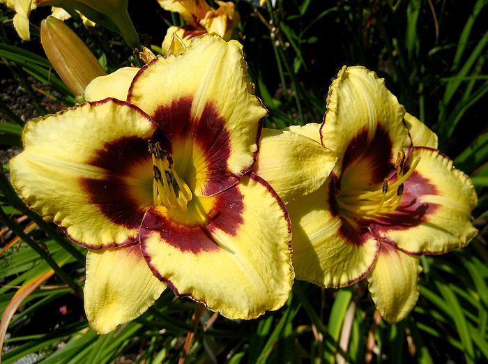 Hemerocallis 'El Desperado'