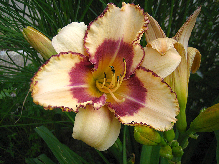 Hemerocallis 'Islesworth'
