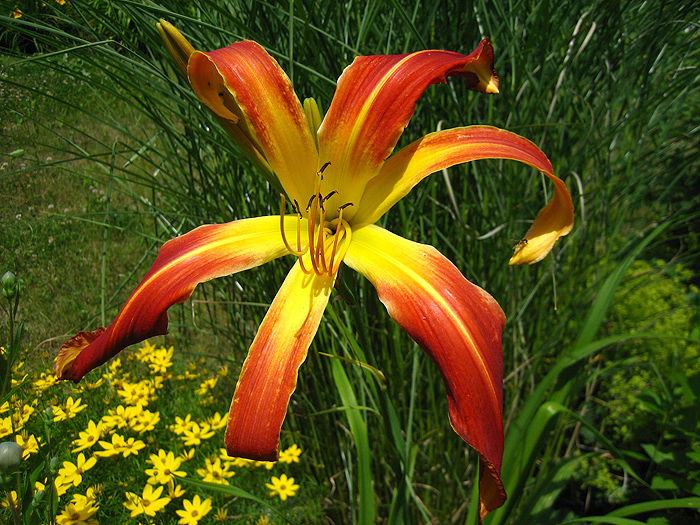 Hemerocallis 'Long Tall Sally'