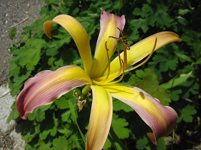 Hemerocallis 'String Bikini'