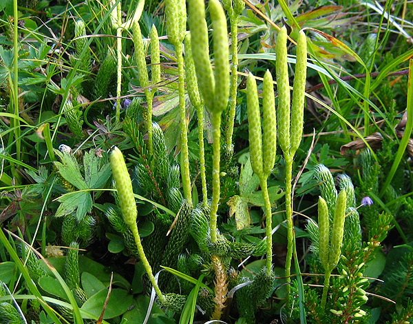 Lycopodium clavatum