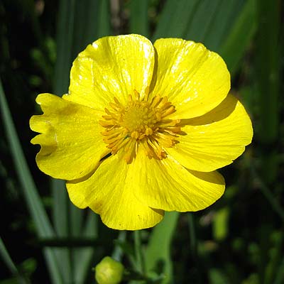 Gelbe Blüte vom Zungen-Hahnenfuß, Ranunculus lingua