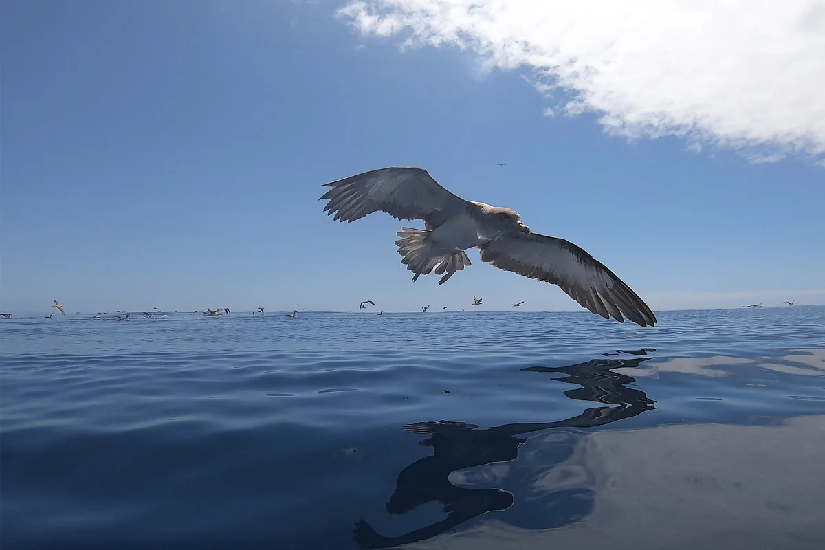 Corysturmtaucher im Flug