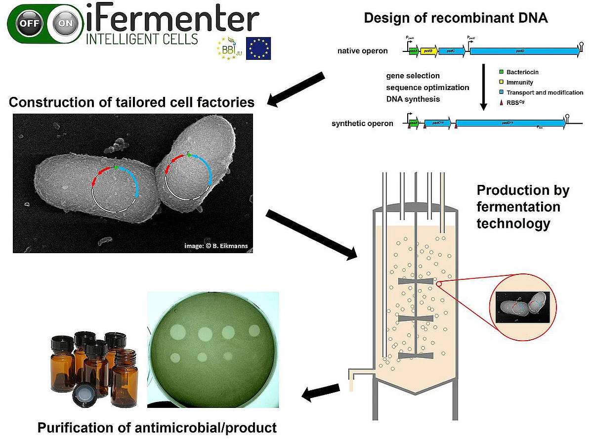 Erklärgrafik zur rekombinanten Produktion von Bacteriocinen mit Corynebacterium glutamicum. 