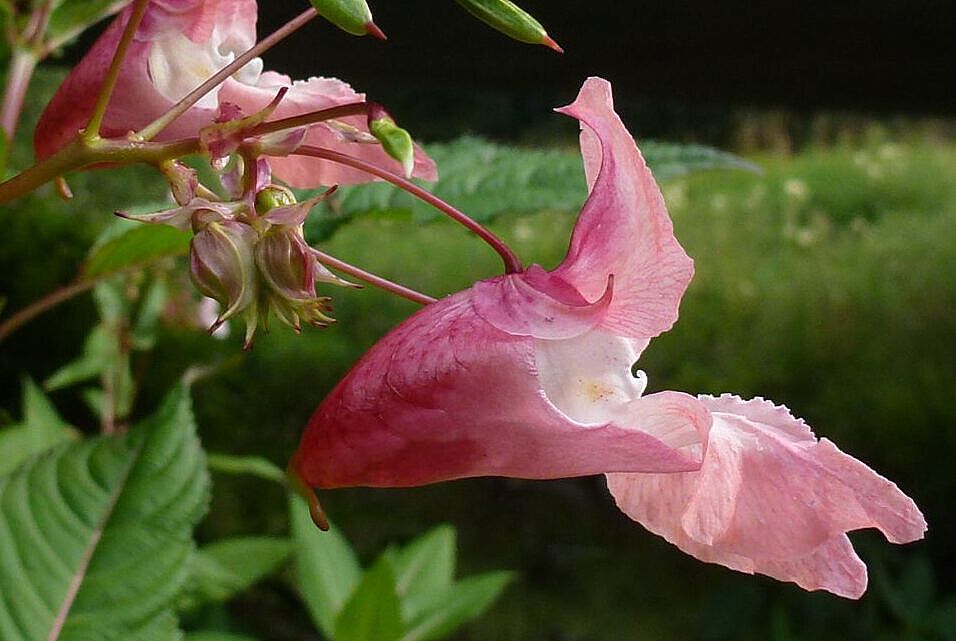 Foto: Marianne Lauerer / Botanischer Garten Bayreuth
