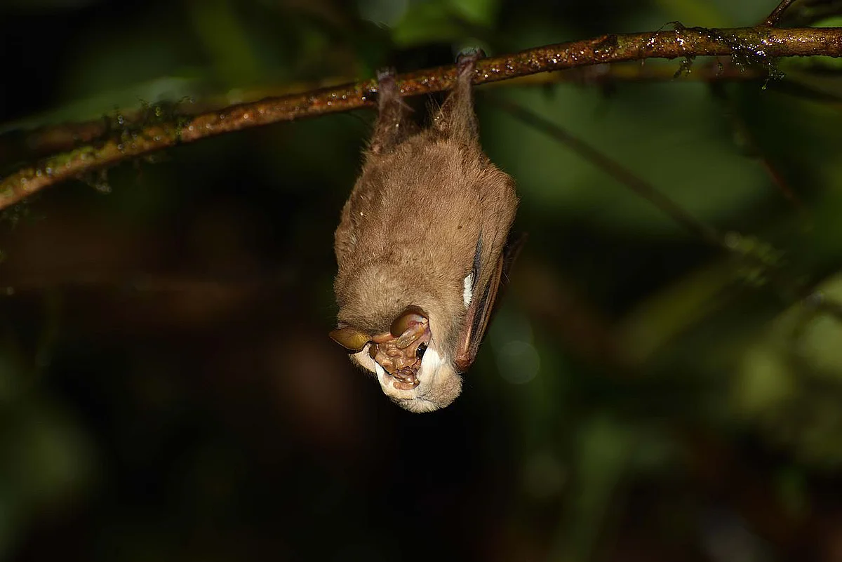 Centurio senex hanging