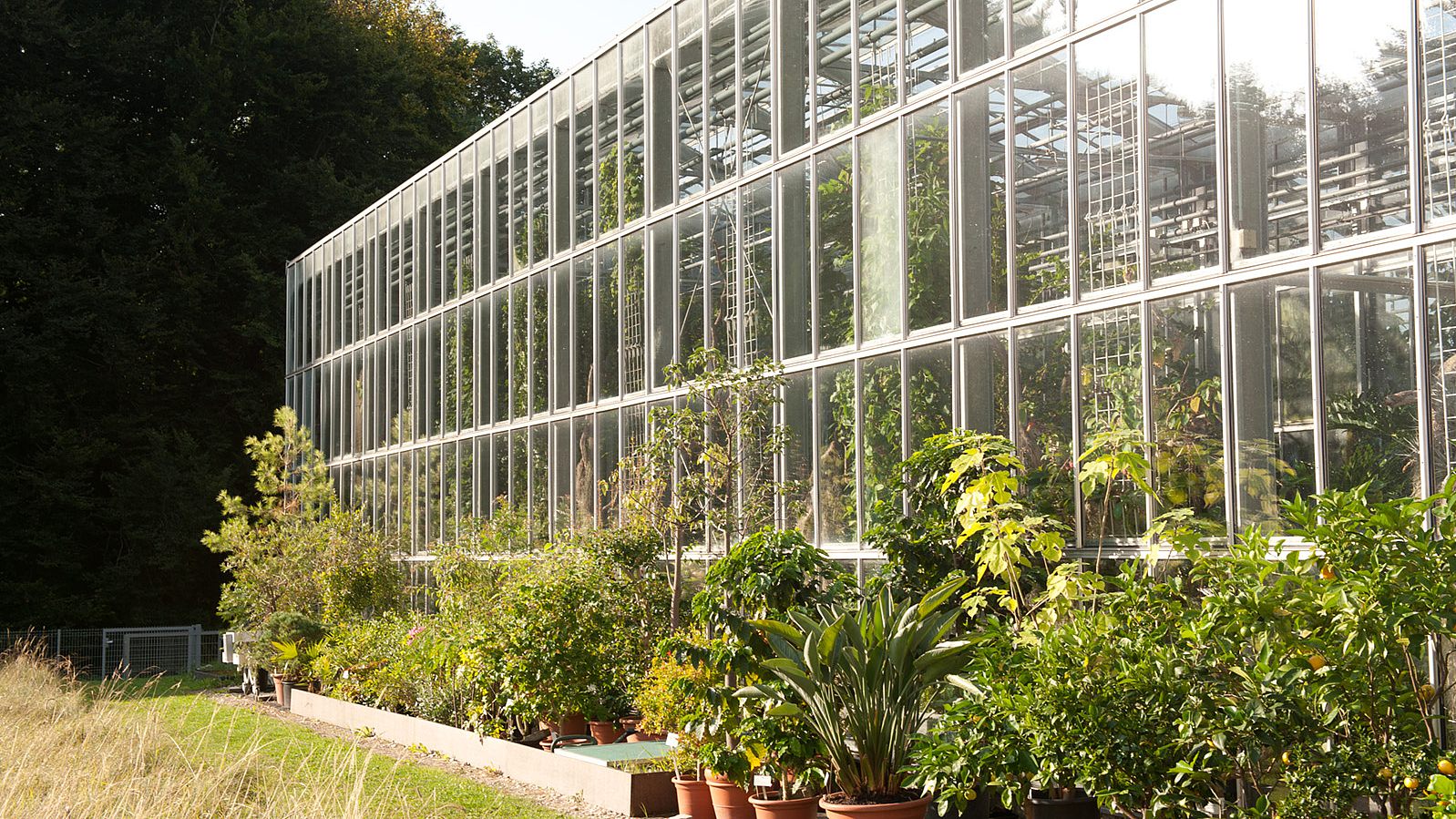 Gewächshaus des Botanischen Gartens der Universität Ulm