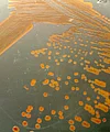 Platte mit Haloferax volcanii