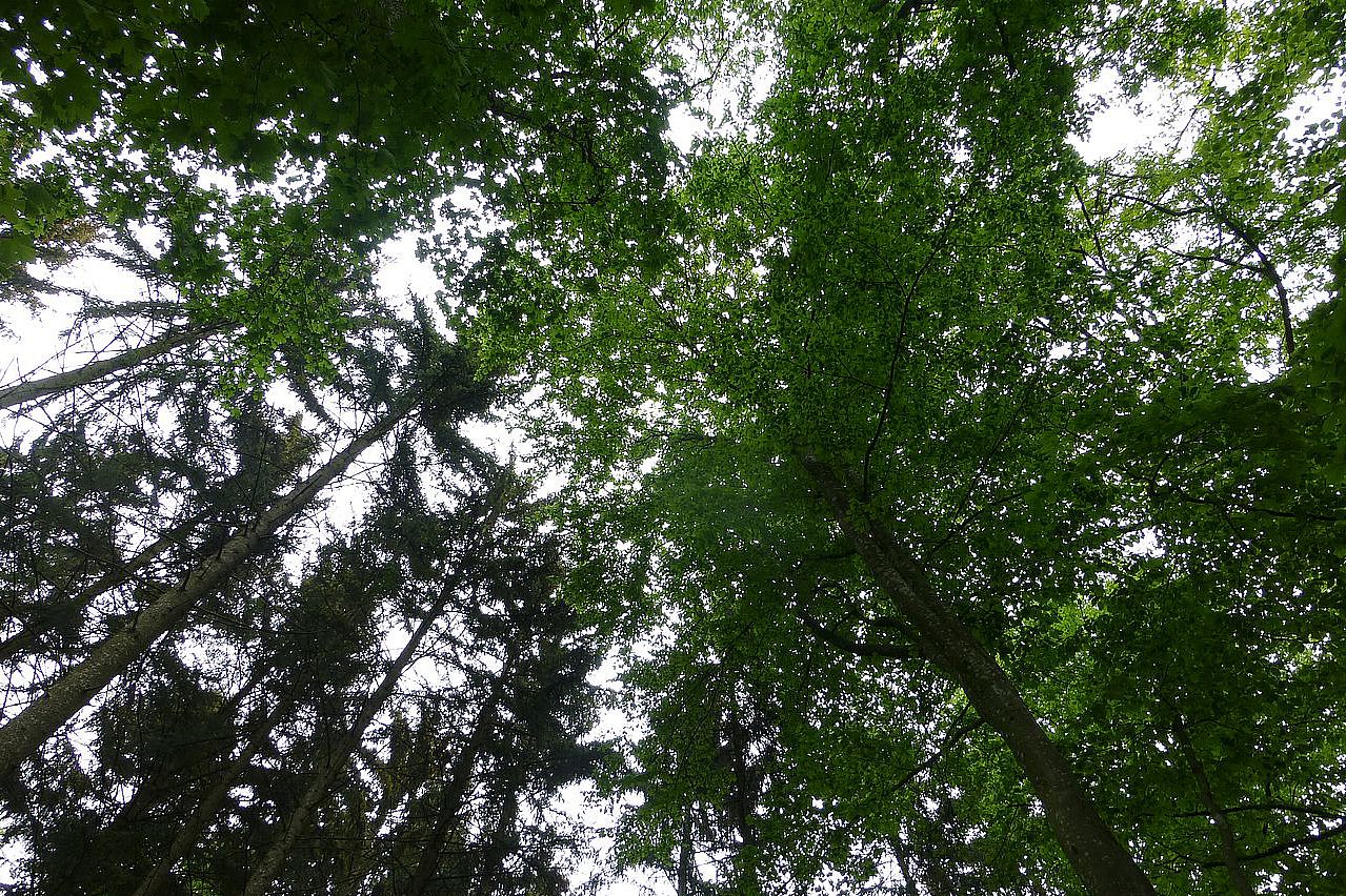 Blick in die Waldkronen 