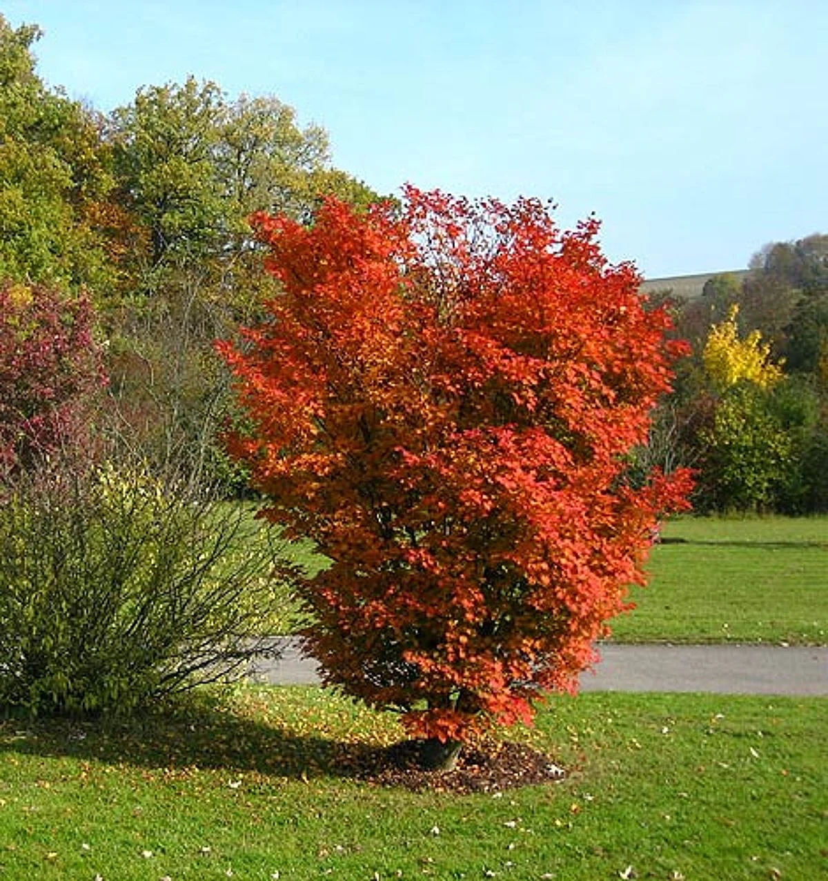 Siebolds Fächerahorn in feurig roter Blättertracht im Herbst. 