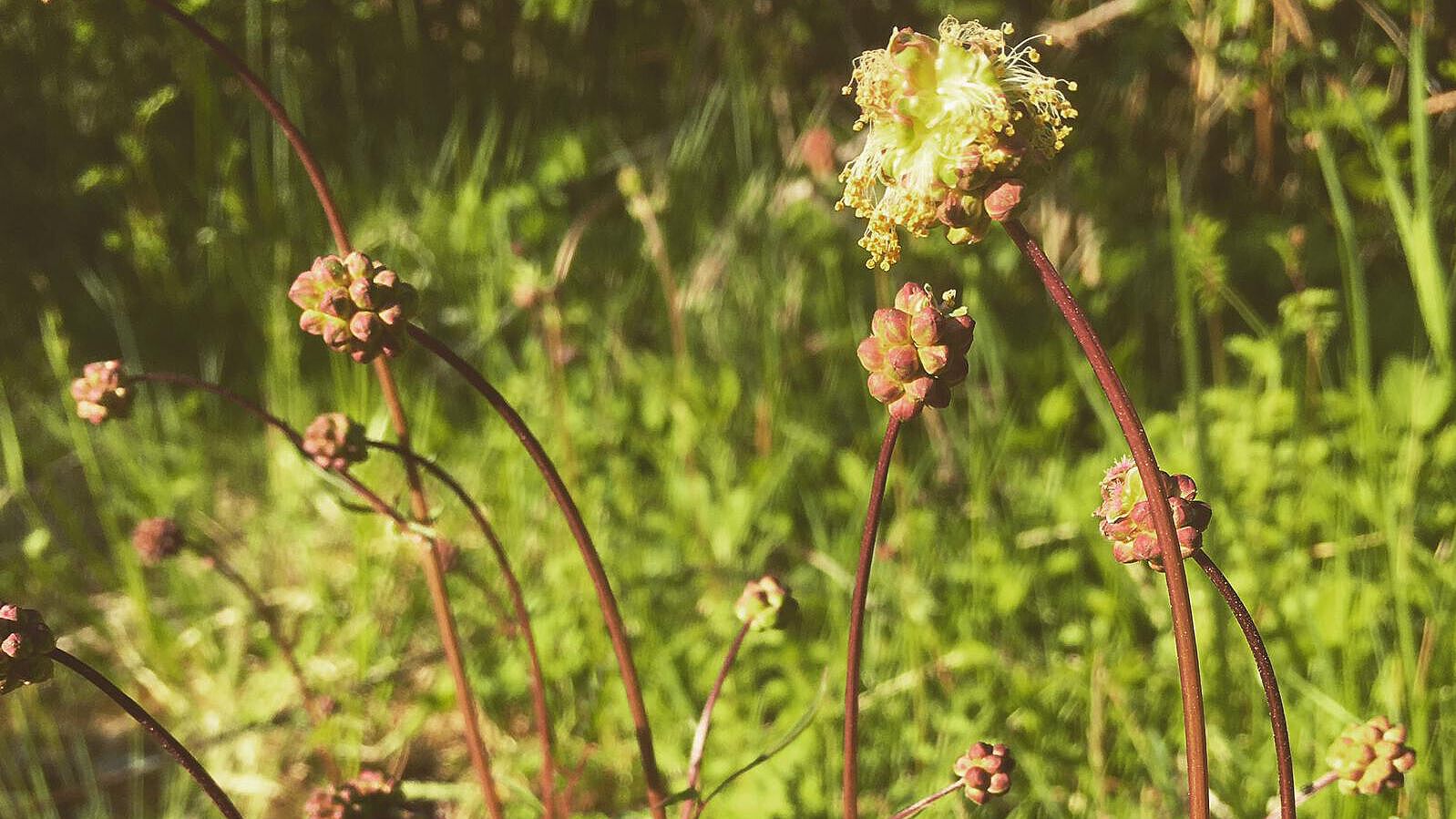 Kleiner Wiesenknopf