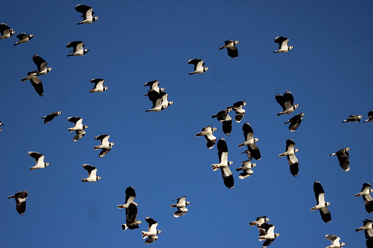 Fliegende Kiebitze