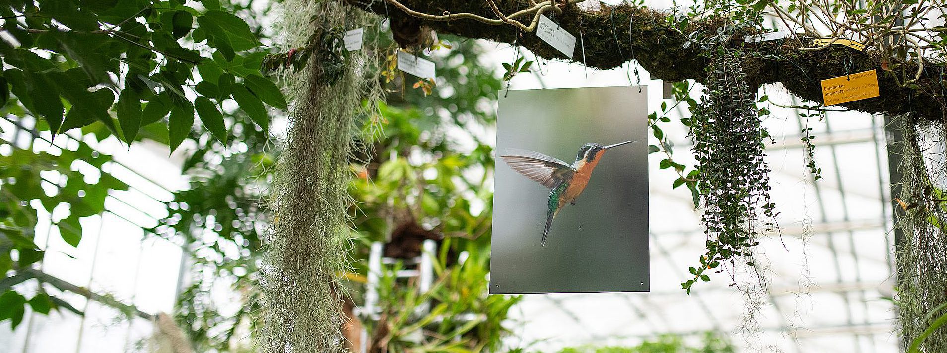 Bild von einem Ast, an dem ein Bild von einem Vogel hängt