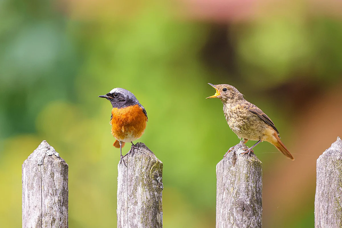 Zwei Vögel auf einem Gartenzaun