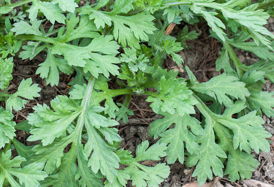 Beifuß - Artemisia vulgaris