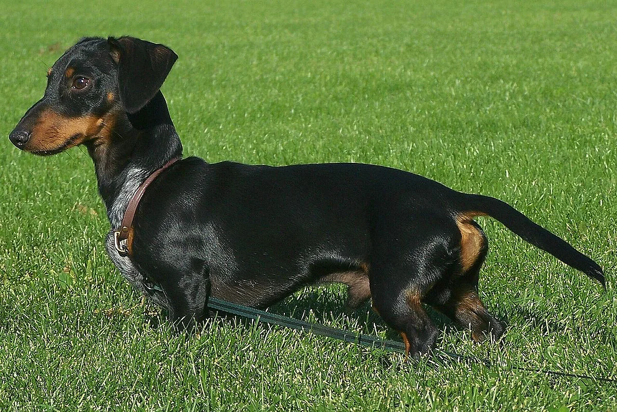 Dachshund im Gras
