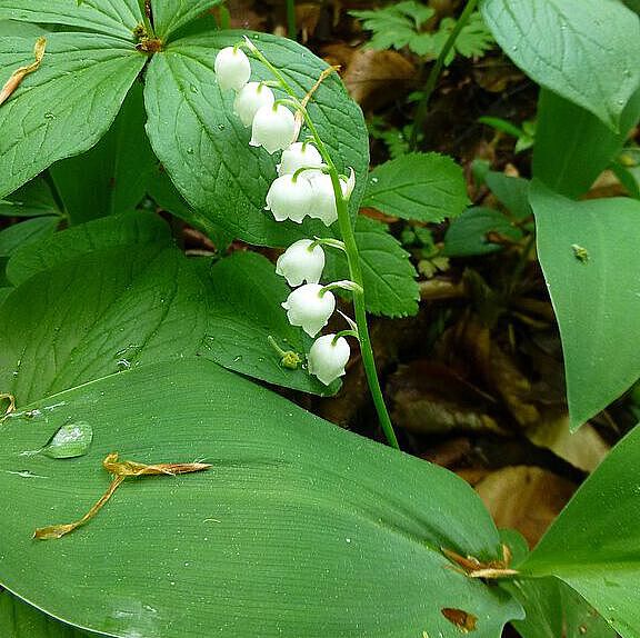 Maiglöckchen (Convallaria majalis)