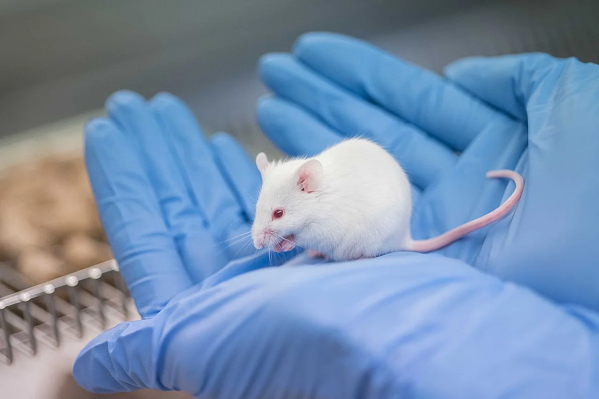Maus im Tierforschungszentrum