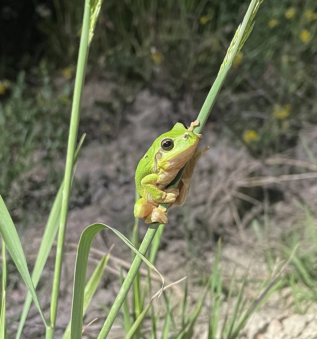 Laubfrosch