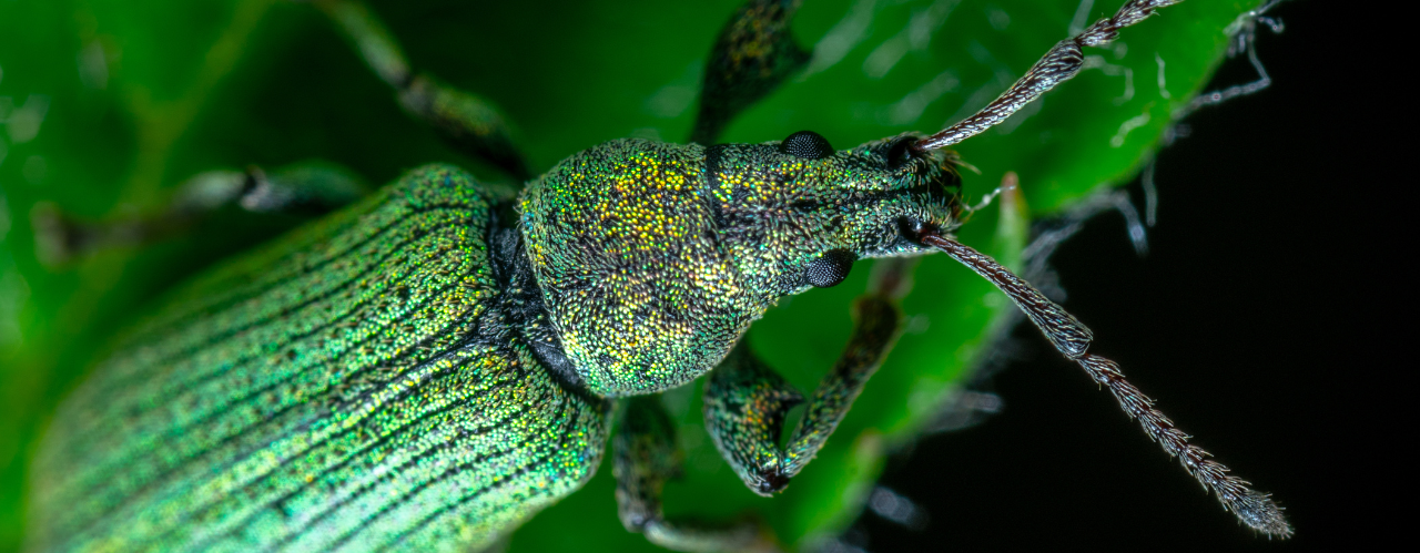 Es ist ein makroskopisch fotografierter Käfer mit schillerndem Panzer auf einem Pflanzenblatt zu sehen. Der Hintergrund ist schwarz.