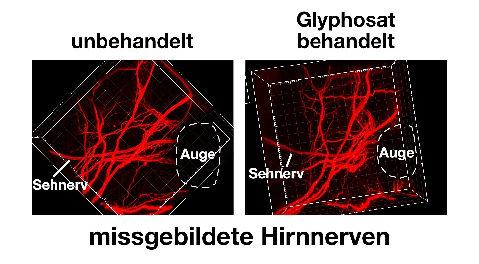 missgebildete Hirnnerven der Kaulquappen 