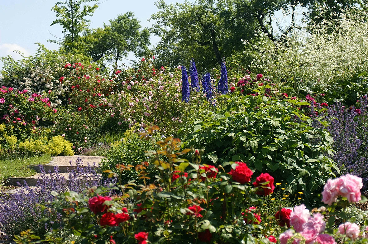 Rosarium im Botanischen Garten