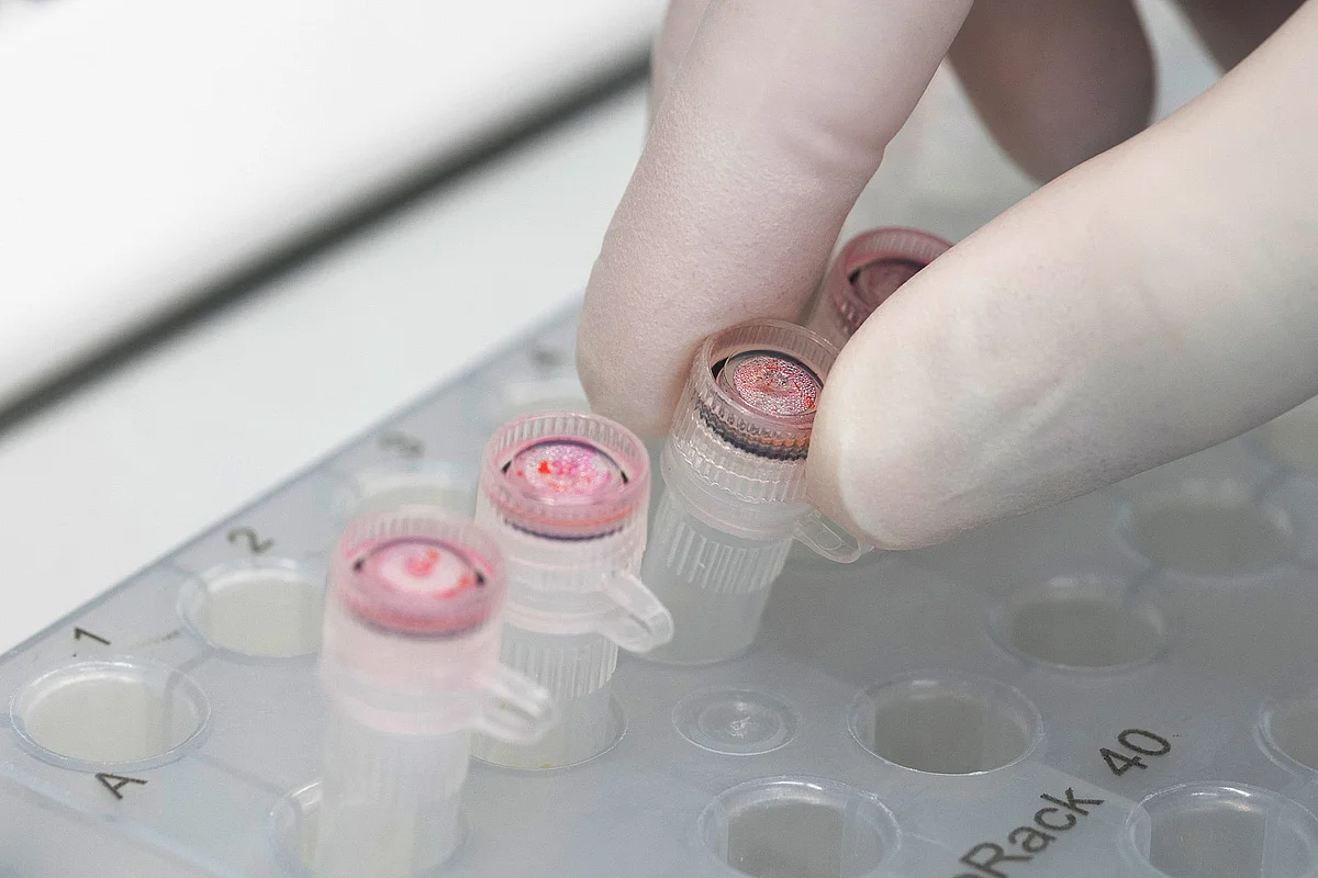Laborfoto Virologie 