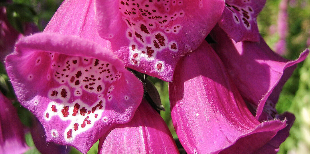 Roter Fingerhut - Digitalis purpurea Roter Fingerhut - Digitalis purpurea