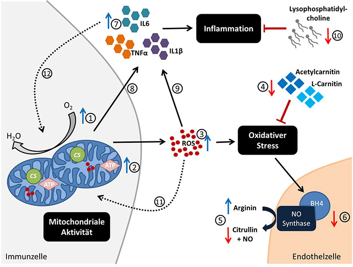 Grafische Zusammenfassung der Befunde zur erhöhten mitochondrialen Aktivität, oxidativem Stress und einem gesteigerten Entzündungsstatus bei Frauen mit Missbrauchs-, Misshandlungs-, und Vernachlässigungserfahrungen in der Kindheit. Die Kraftwerke (Mit