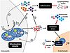 Grafische Zusammenfassung der Befunde zur erhöhten mitochondrialen Aktivität, oxidativem Stress und einem gesteigerten Entzündungsstatus bei Frauen mit Missbrauchs-, Misshandlungs-, und Vernachlässigungserfahrungen in der Kindheit. Die Kraftwerke (Mit