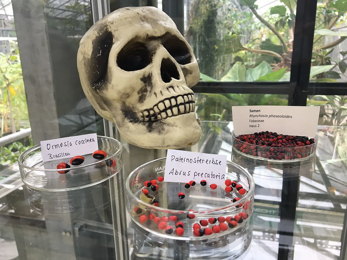 Schautafeln Fabaceae-Ausstellung 