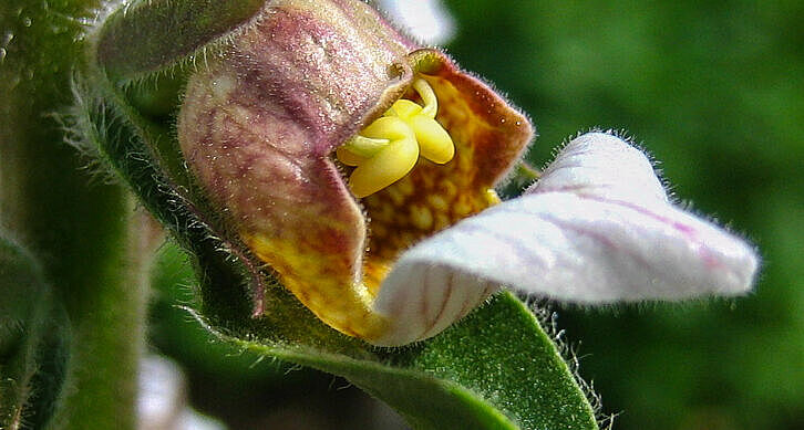 Wolliger Fingerhut - Digitalis lanata