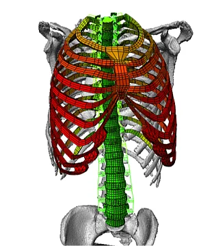 Computersimulation eines Brustkorbs mit Wirbelsäule