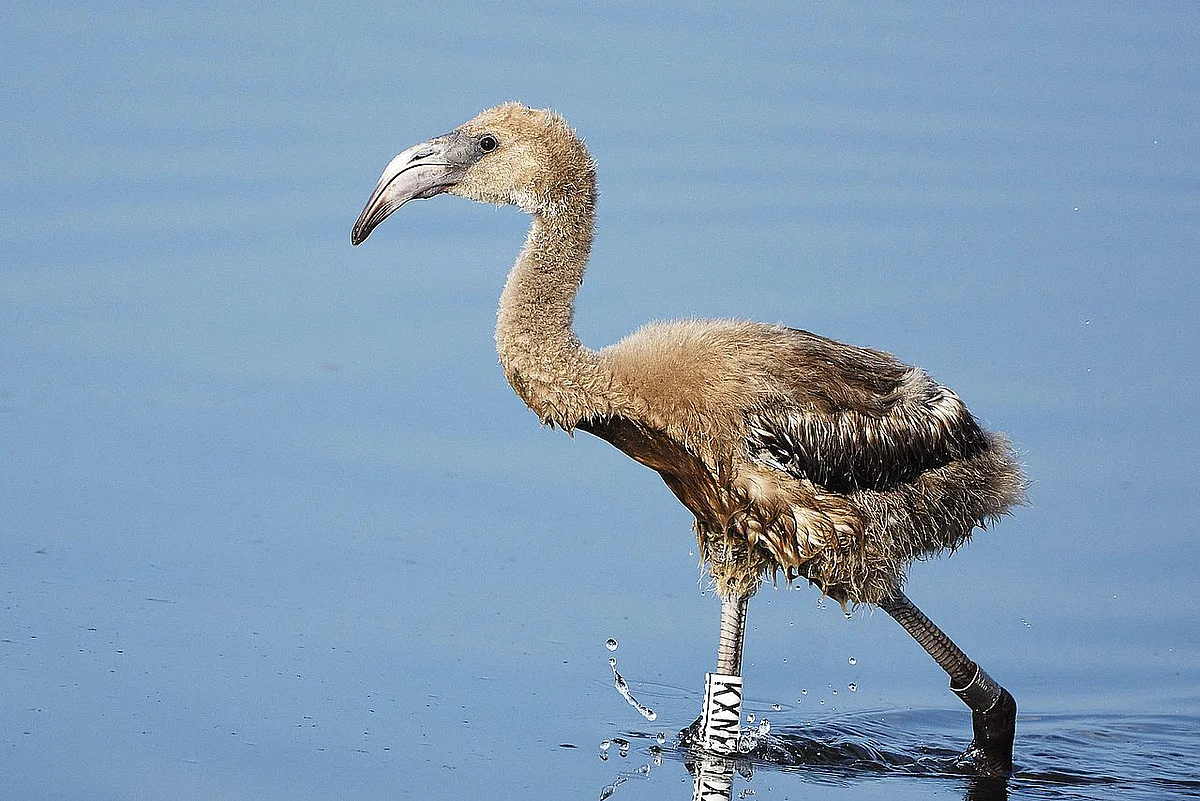 Ein junger Flamingo watet im Wasser 
