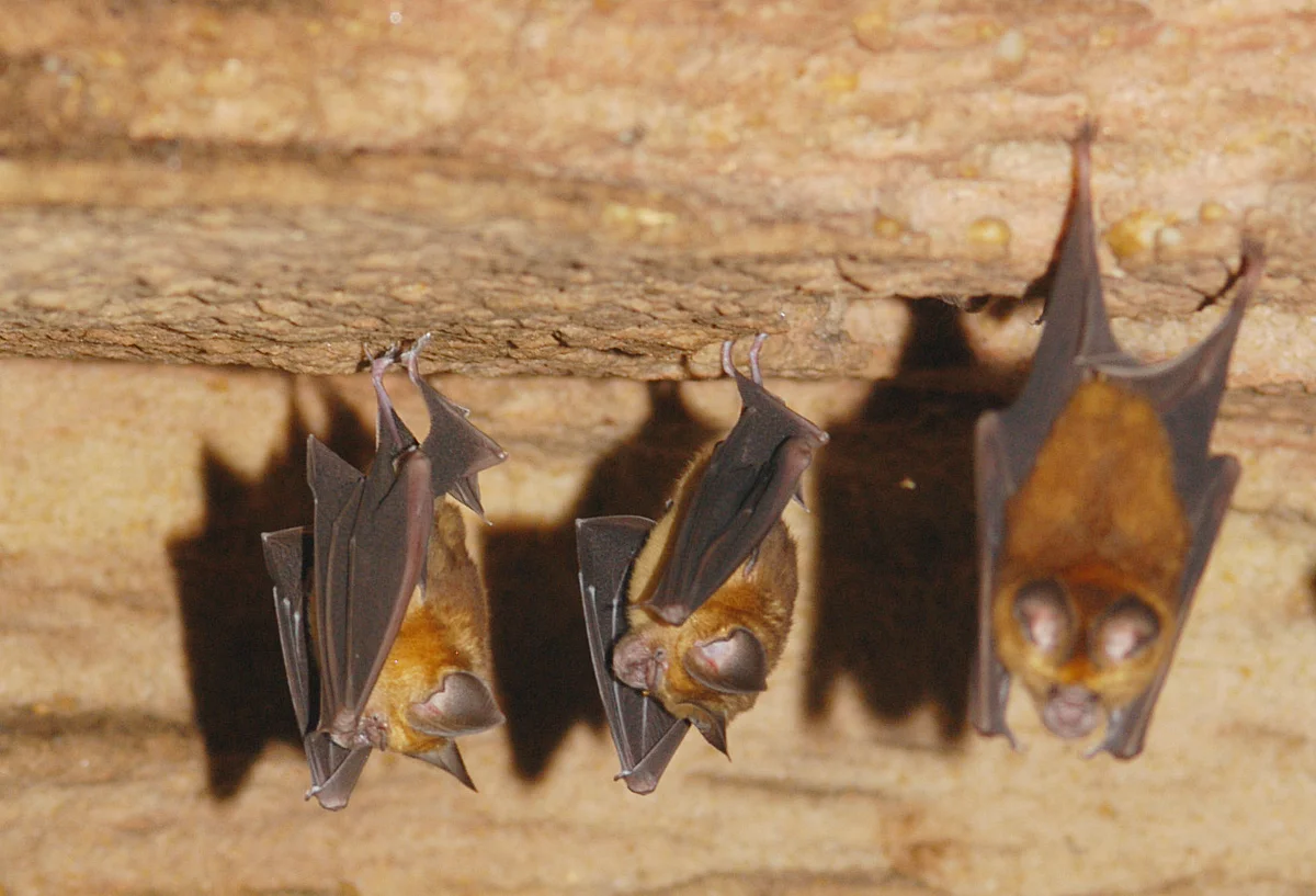 Fledermäuse der Art Hipposideros caffer in einer Höhle in Ghana 