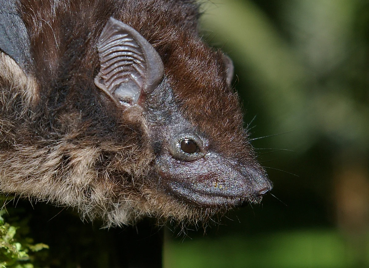 Eine Große Sackflügelfledermaus im Porträt (Foto: Karin Schneeberger)