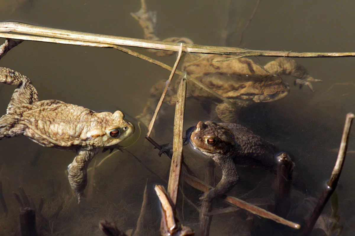 Erdkröten im Teich des Botanischen Gartens der Universität Ulm