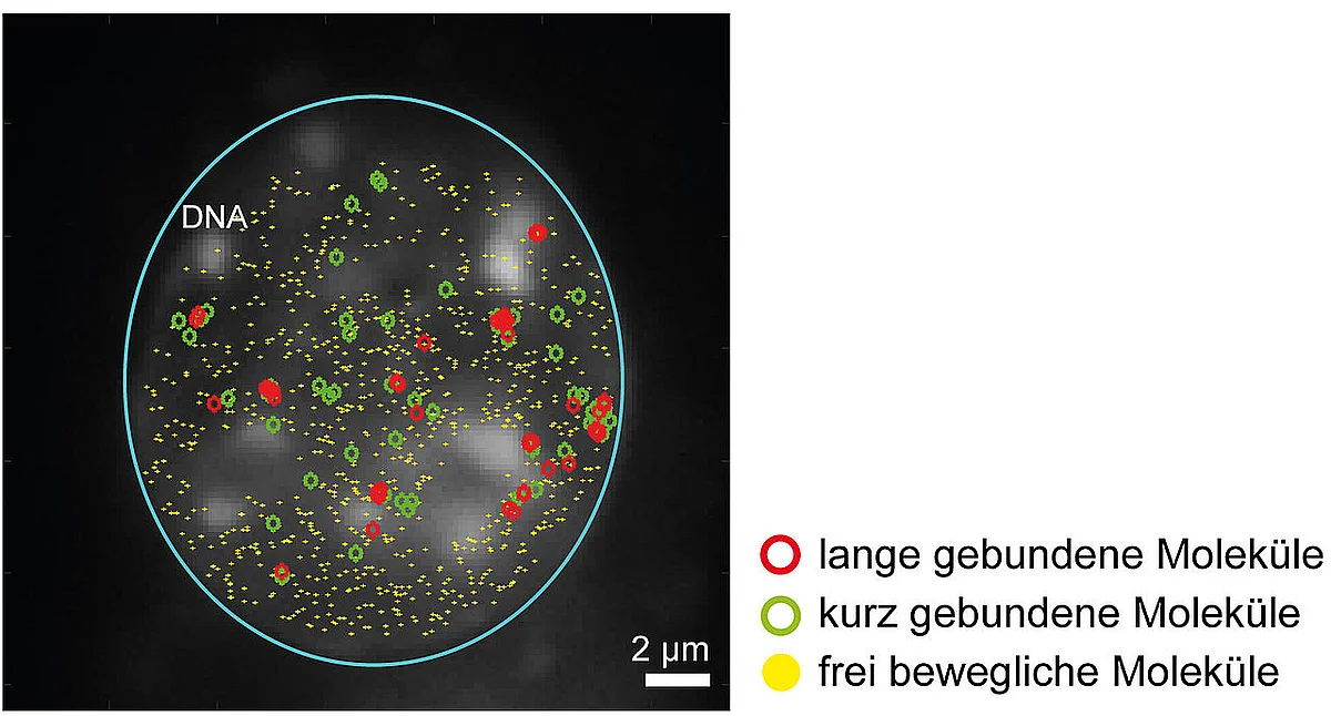 Lichtblattmikroskopische Aufnahme, die zeigt, dass SRF Moleküle nur kurz oder für längere Zeit mit der DNA interagieren, je nachdem an welcher Stelle die Bindung stattfindet. Im Zellkern wurden zusätzliche Regionen markiert, in denen DNA dicht gepackt ist