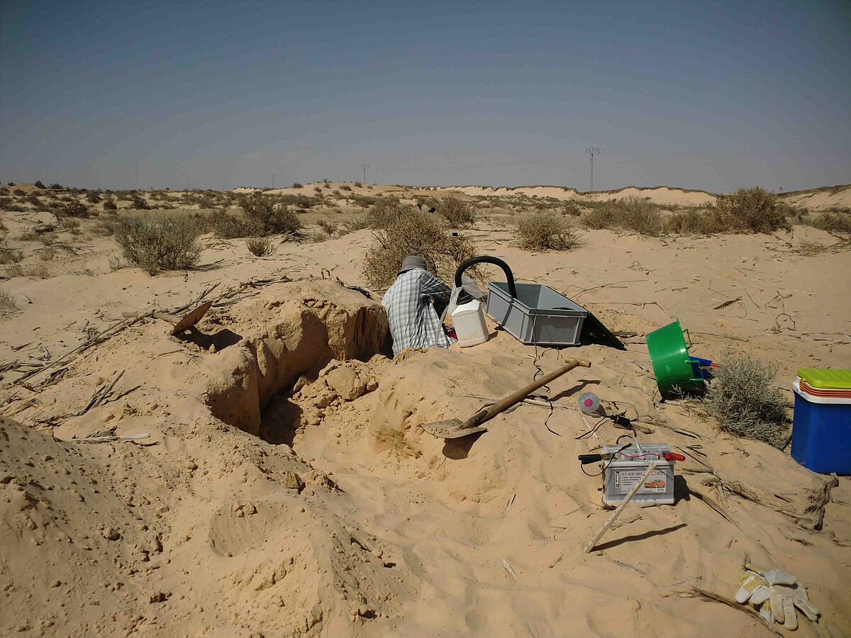 Nahe der tunesischen Oasenstadt Douz haben die Ulmer Wissenschaftlerinnen und Wissenschaftler Nester der Silberameise für ihre Forschung ausfindig gemacht (Foto: Dr. Sarah Pfeffer)